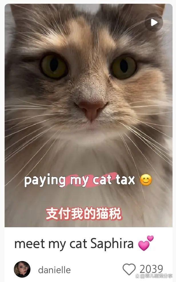 猫app苹果版网飞猫ios下载官方-第2张图片-太平洋在线下载
